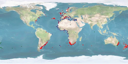 Distribution map: Polyprion americanus (Wreckfish)