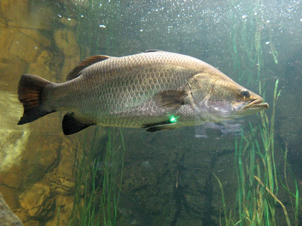 Lates calcarifer (Barramundi)