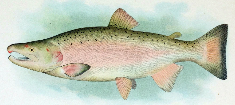 Oncorhynchus kisutch (Coho salmon)