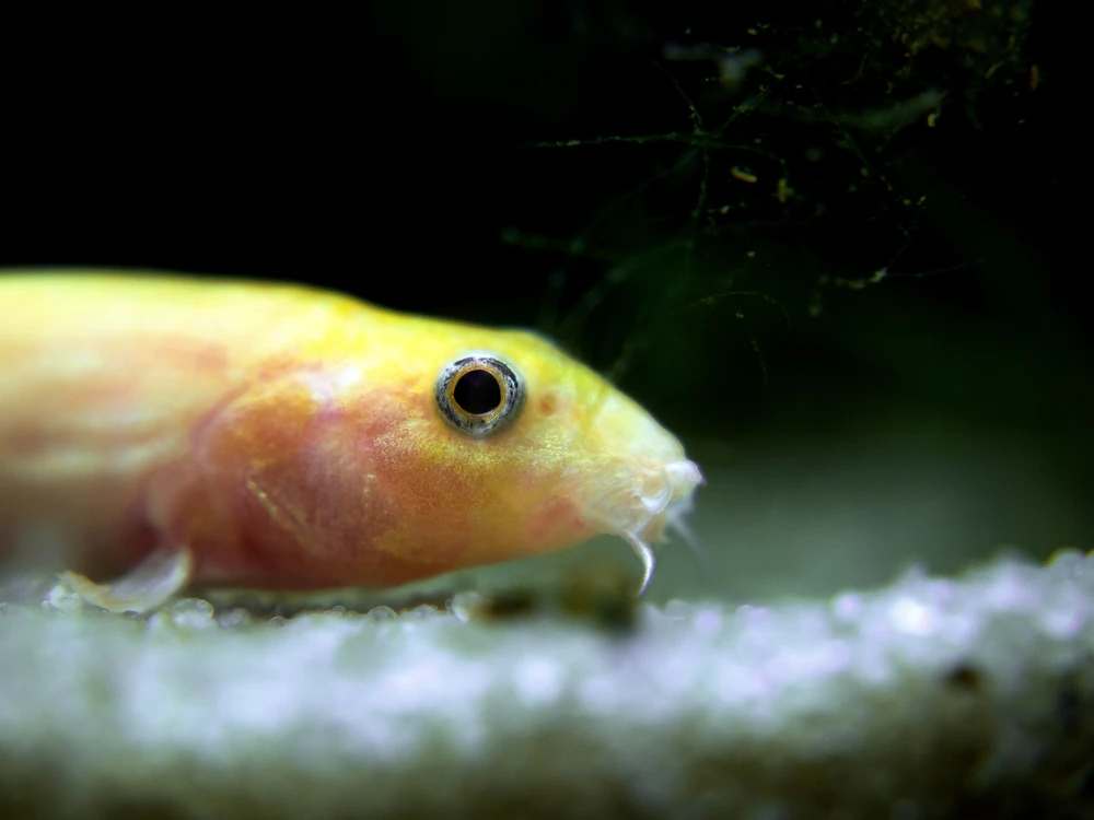 Misgurnus anguillicaudatus (Pond loach)