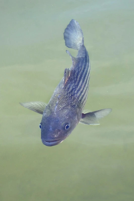 Morone saxatilis (Striped bass)