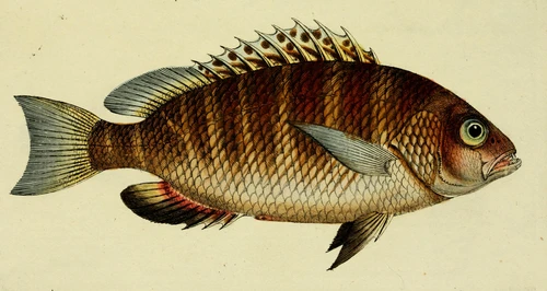 Lutjanus argentimaculatus (Mangrove red snapper)