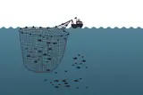 Picture of Purse seines