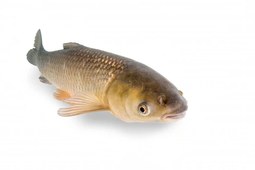 News: Update WelfareCheck | farm: Ctenopharyngodon idella