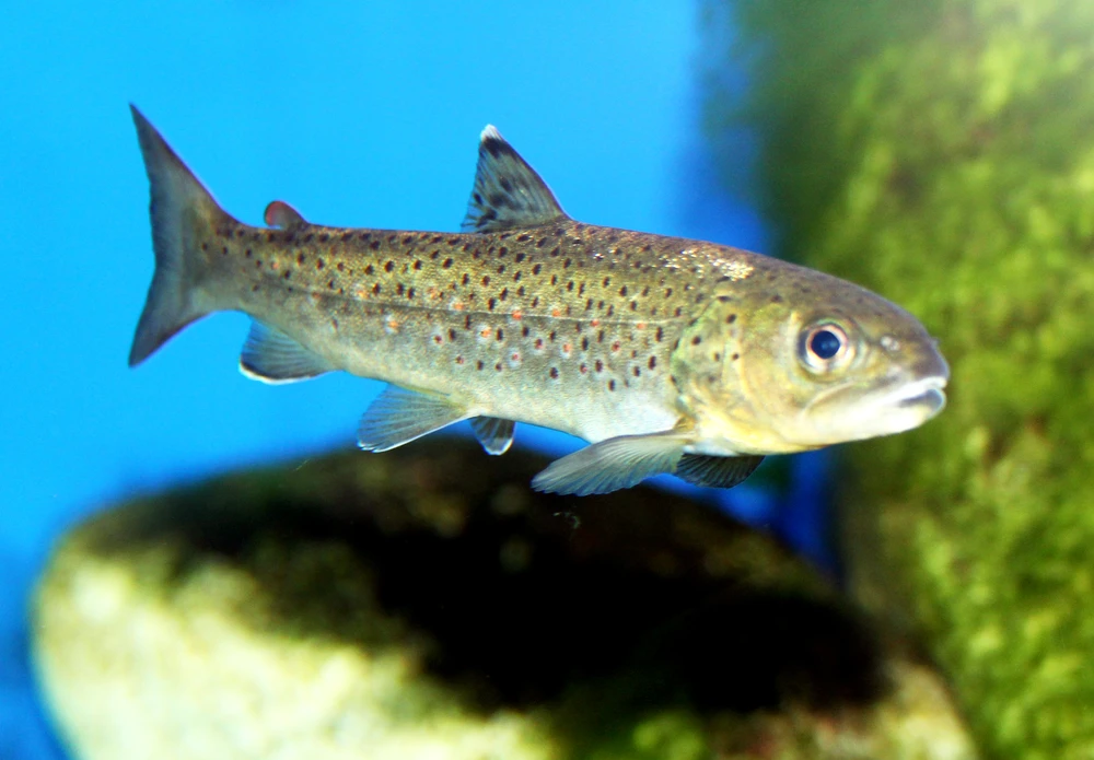 Salmo trutta (Brown trout)