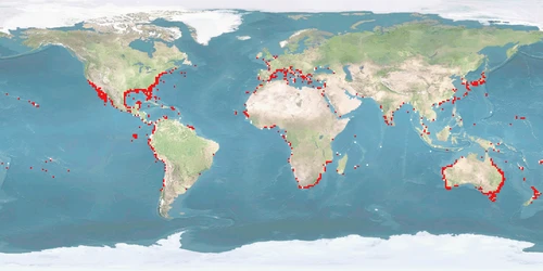 Distribution map: Mugil cephalus (Striped mullet)