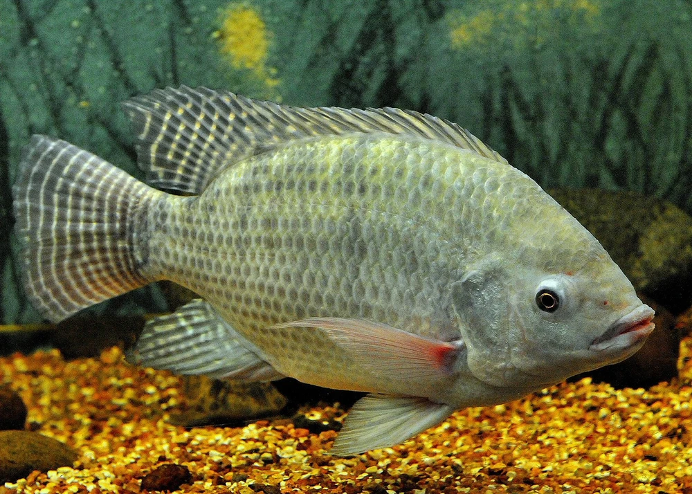 Oreochromis niloticus (Nile tilapia)