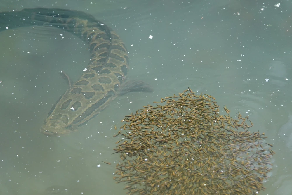 Channa argus (Northern snakehead)