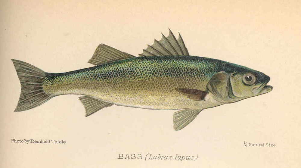 Dicentrarchus labrax (European seabass)