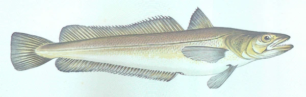 Merluccius merluccius (European hake)