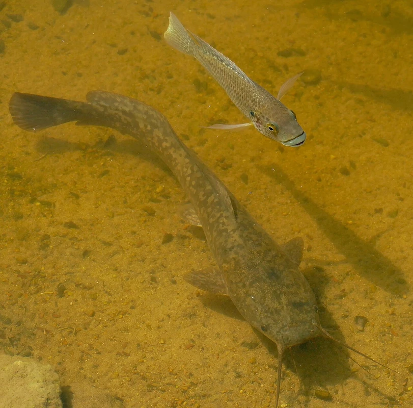 Clarias gariepinus (African sharptooth catfish)