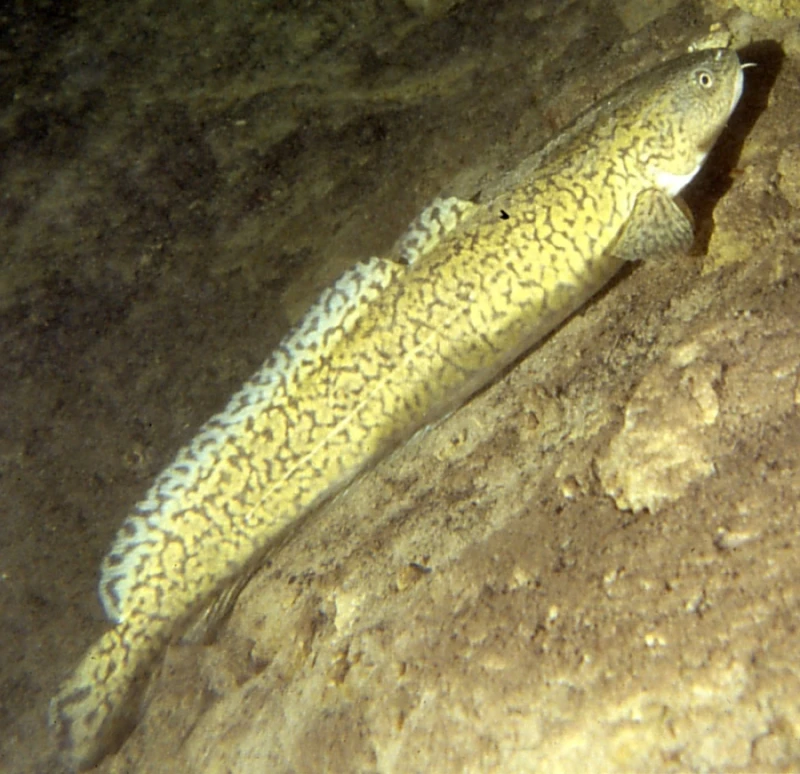 Lota lota (Burbot)