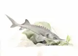 Picture of Acipenser baerii