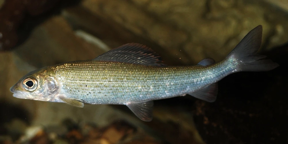 Thymallus thymallus (Grayling)