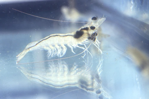 Penaeus vannamei (Whiteleg shrimp)