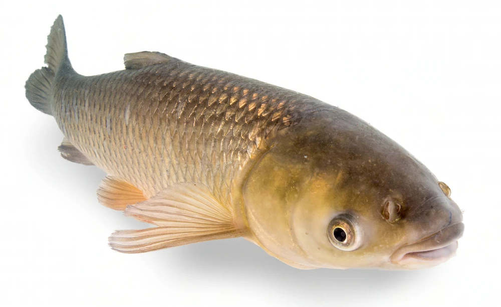 Ctenopharyngodon idella (Grass carp)