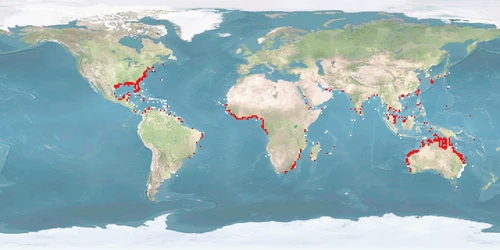 Distribution map: Rachycentron canadum (Cobia)