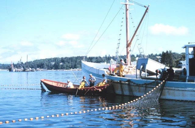 Clupea harengus (Atlantic herring)