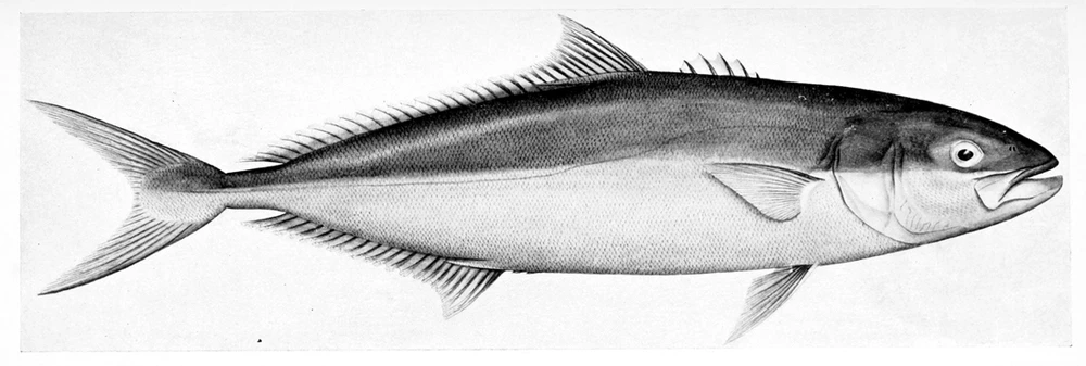 Seriola lalandi (Yellowtail amberjack)