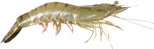 Penaeus vannamei (Whiteleg shrimp)