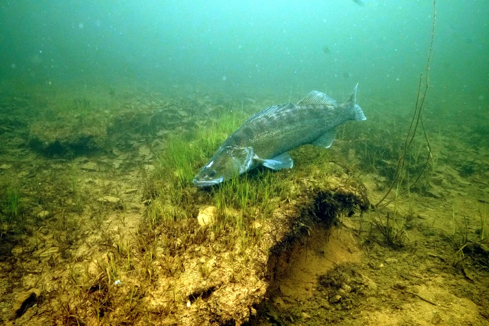 Sander lucioperca (Pikeperch)