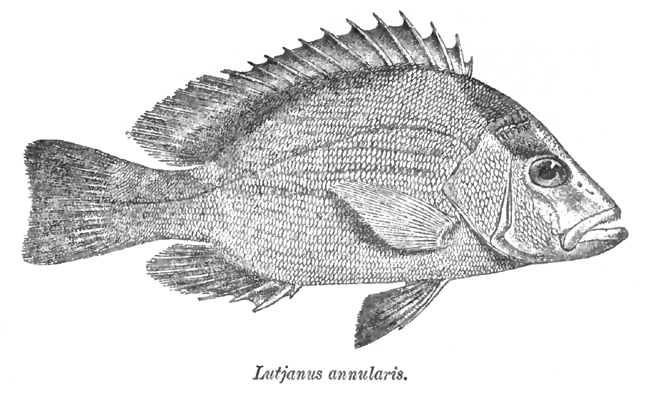 Lutjanus erythropterus (Crimson snapper)