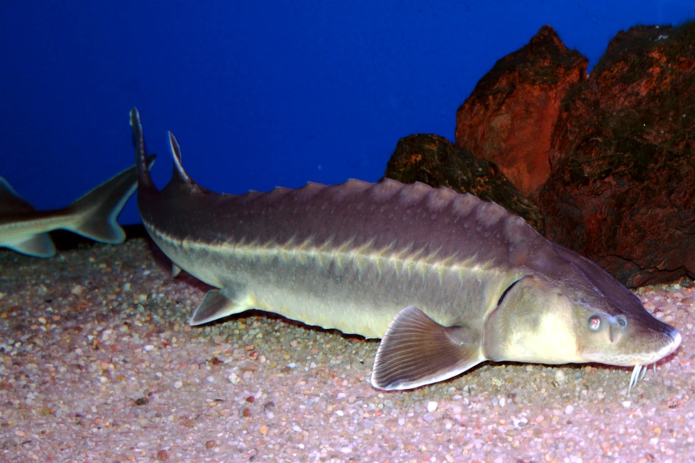 Acipenser ruthenus (Sterlet sturgeon)