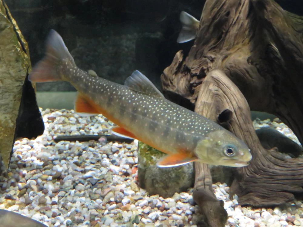 Salvelinus alpinus alpinus (Arctic char)