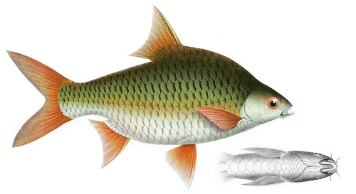 Barbonymus gonionotus (Silver barb)