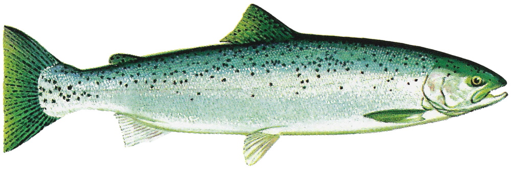Oncorhynchus mykiss (Rainbow trout)
