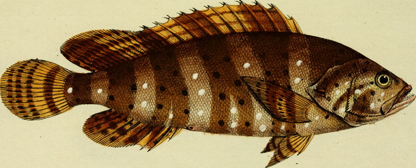 Epinephelus malabaricus (Malabar grouper)