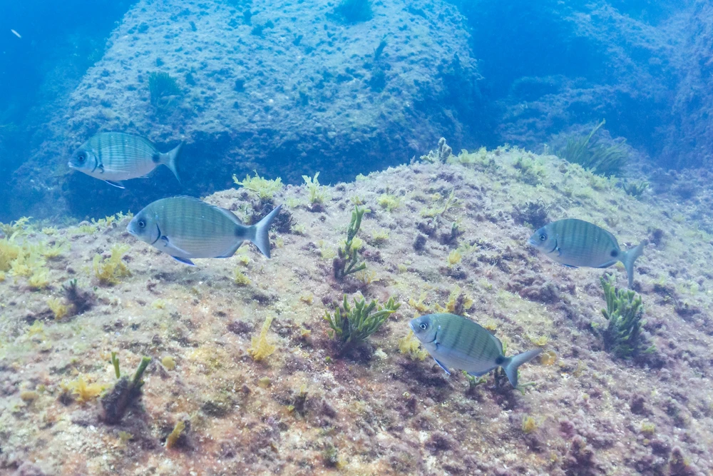 Diplodus puntazzo (Sharpsnout seabream)