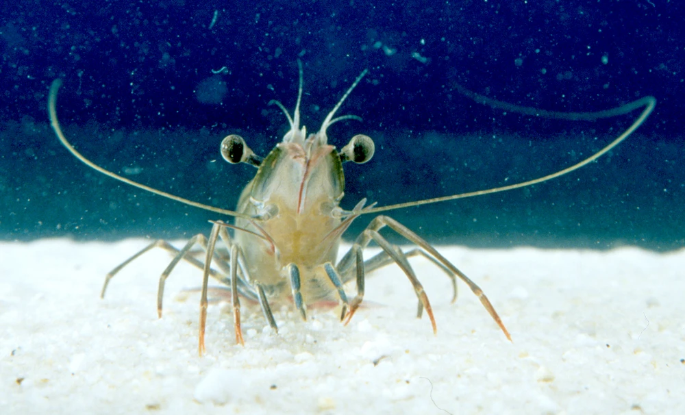 Penaeus monodon (Giant tiger prawn)