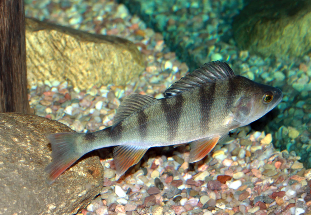 Perca fluviatilis (European perch)