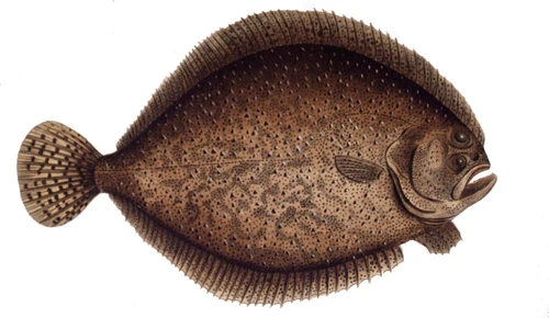 Scophthalmus maximus (Turbot)