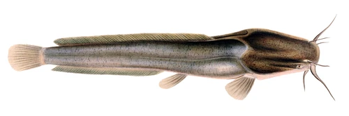 News: Update WelfareCheck | farm: Clarias gariepinus