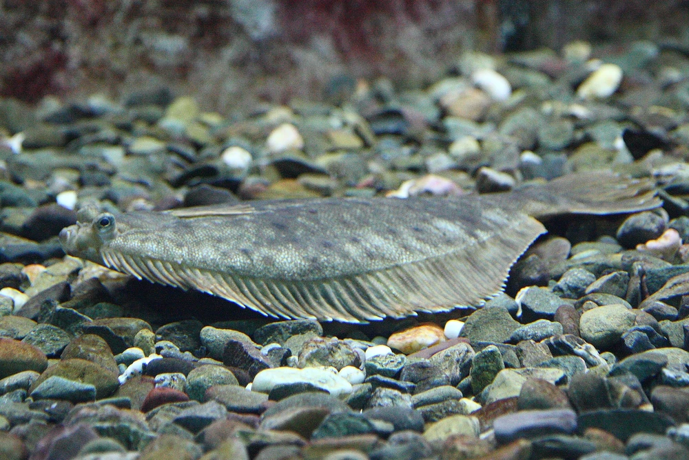 Hippoglossus hippoglossus (Atlantic halibut)