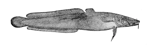 Lota lota (Burbot)