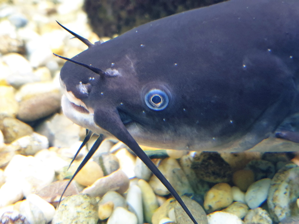 Ameiurus melas (Black bullhead catfish)