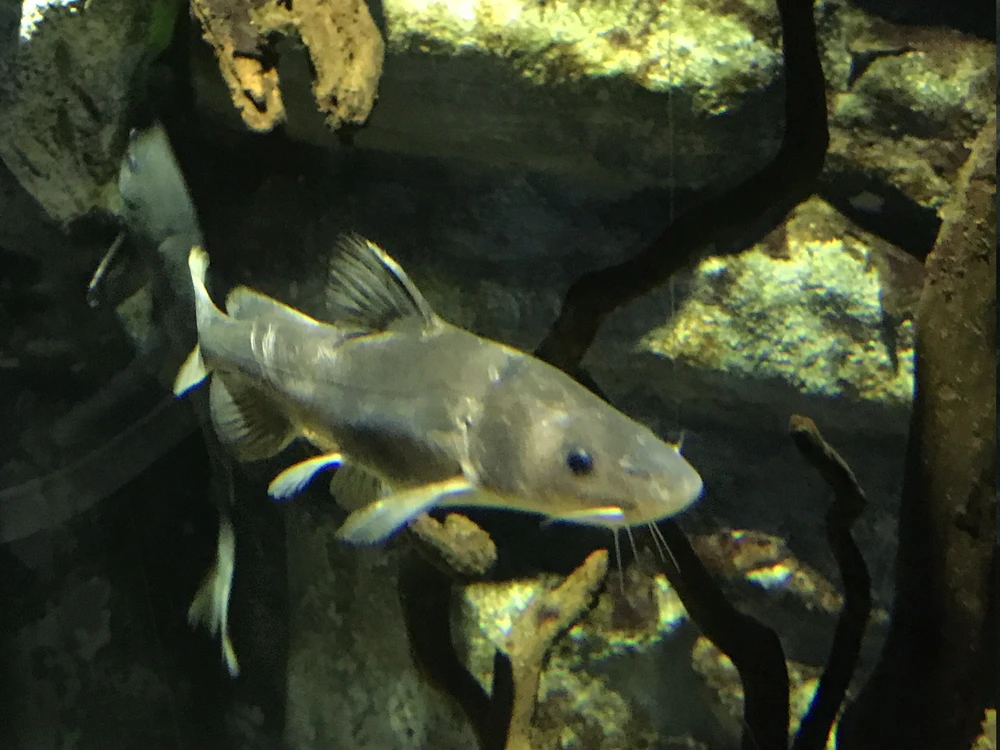 Tachysurus dumerili (Chinese longsnout catfish)