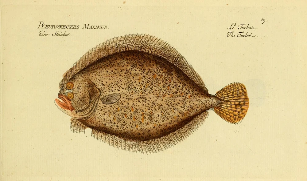 Scophthalmus maximus (Turbot)