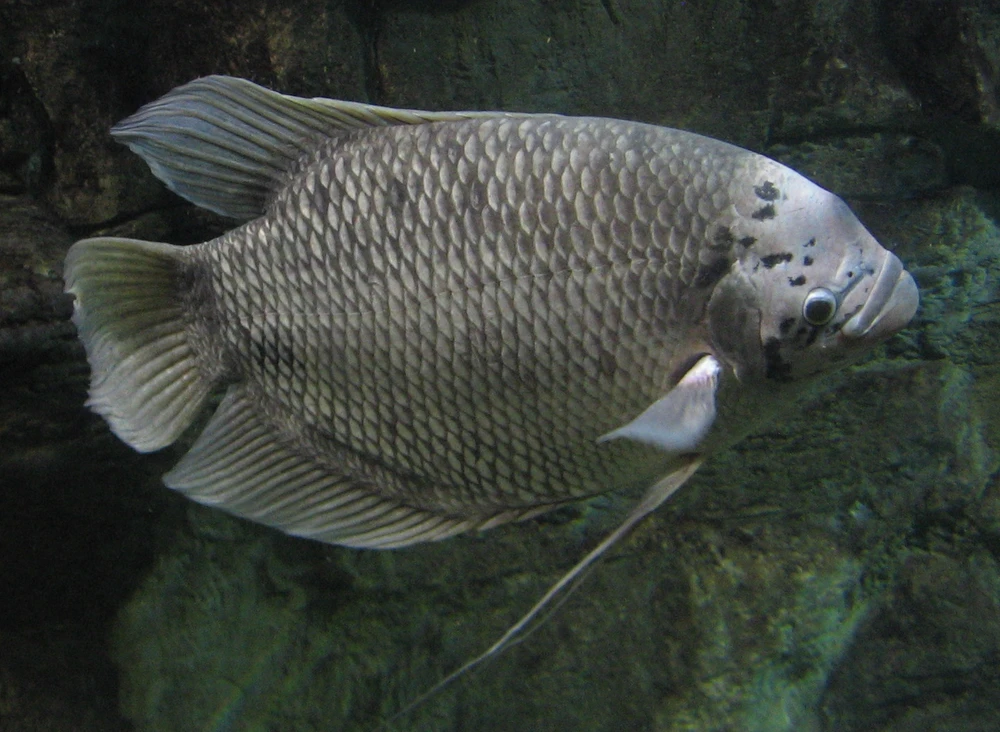 Osphronemus goramy (Giant gourami)