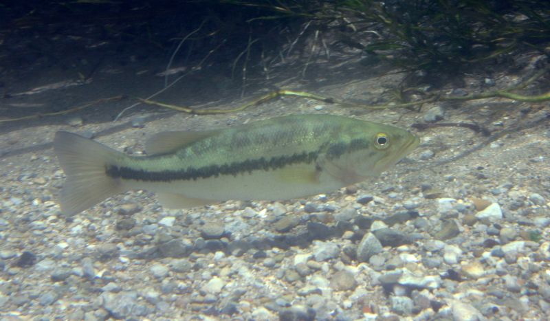Micropterus salmoides (Largemouth bass)
