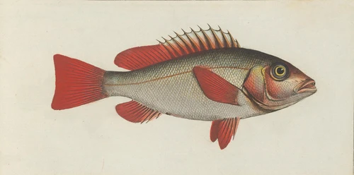Lutjanus erythropterus (Crimson snapper)