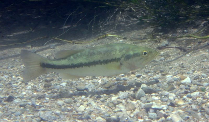 Micropterus salmoides (Largemouth bass)