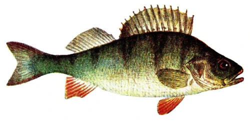 Perca fluviatilis (European perch)