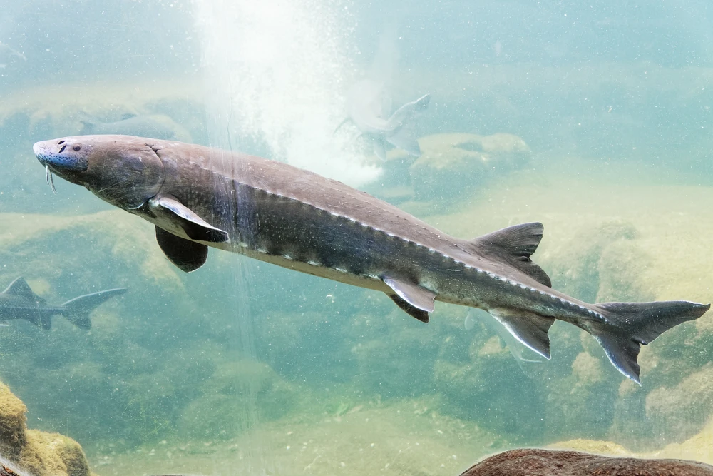 Acipenser transmontanus (White sturgeon)