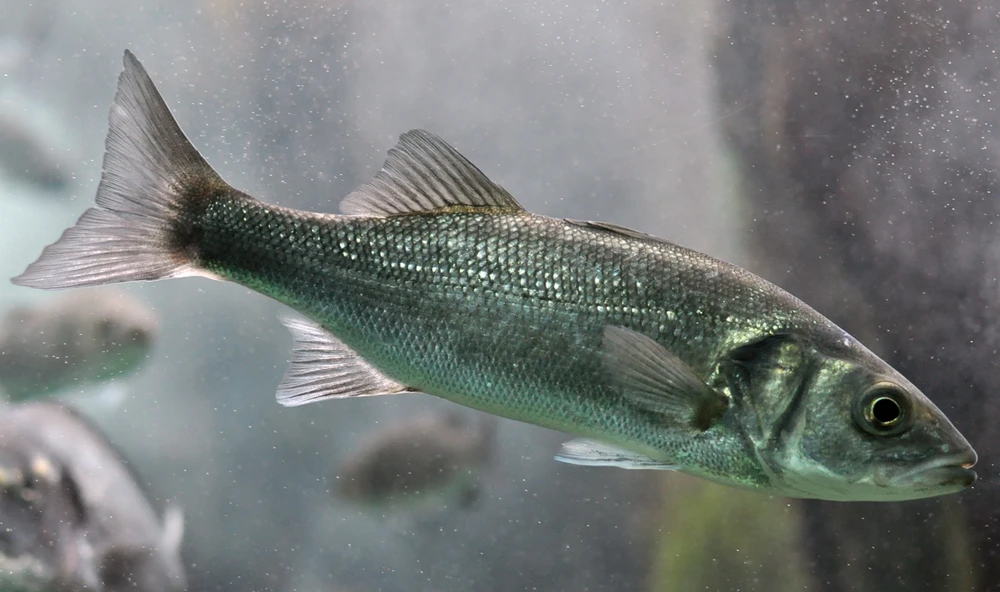 Dicentrarchus labrax (European seabass)