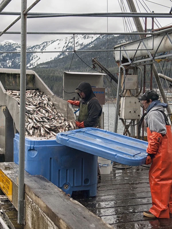 Clupea harengus (Atlantic herring)