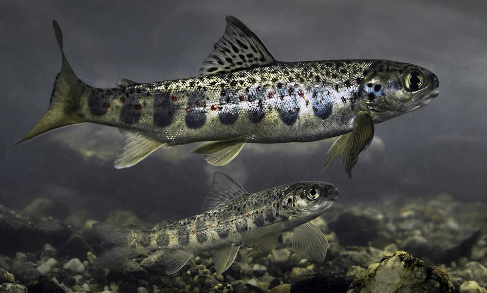 Salmo salar (Atlantic salmon)